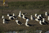 1cy fuscus in August, ringed in Finland. (81365 bytes)